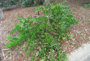 Coastal wattle, Boobyalla