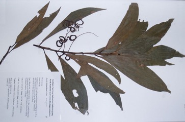 Hickory Wattle, Brown sandalwood