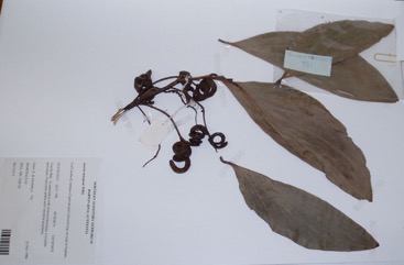 Hickory Wattle, Brown sandalwood