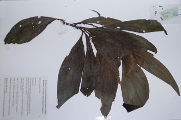 Hickory Wattle, Brown sandalwood