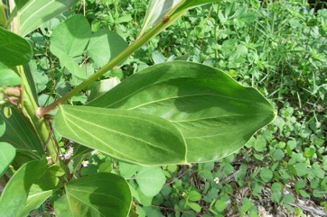 Hickory Wattle, Brown sandalwood