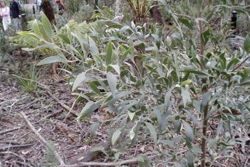 Australian blackwood