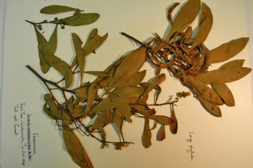 Australian blackwood