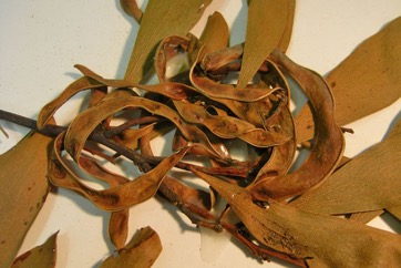 Australian blackwood
