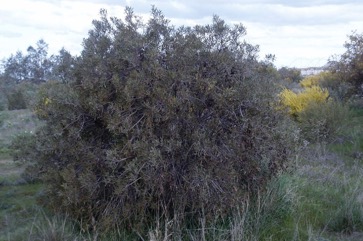 Umbrella wattle, Umbrella acacia