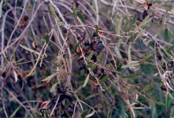 Umbrella wattle, Umbrella acacia