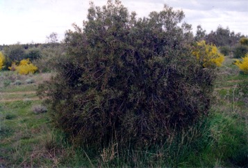 Umbrella wattle, Umbrella acacia