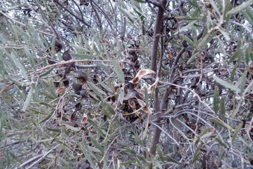 Umbrella wattle, Umbrella acacia