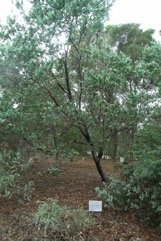 Mount Morgan Wattle