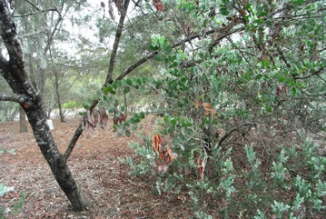 Mount Morgan Wattle