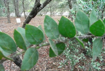 Mount Morgan Wattle