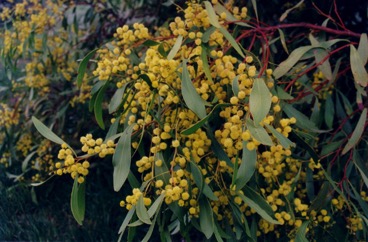 Golden wattle, Australian Golden Wattle