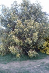 Golden wattle, Australian Golden Wattle