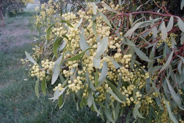 Golden wattle, Australian Golden Wattle