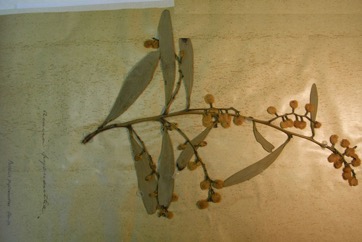 Golden wattle, Australian Golden Wattle