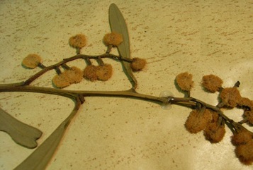 Golden wattle, Australian Golden Wattle