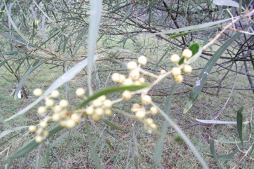 Wirilda, Swamp Wattle