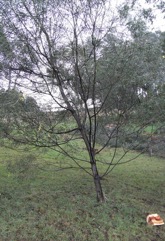 Wirilda, Swamp Wattle