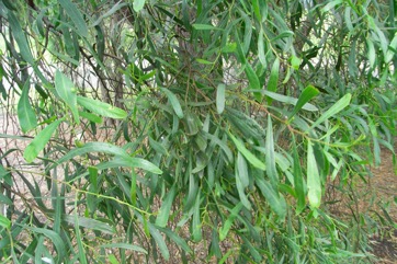Coobah, Willow Wattle