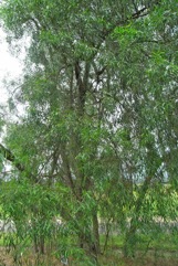 Coobah, Willow Wattle