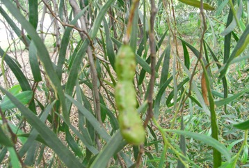 Coobah, Willow Wattle
