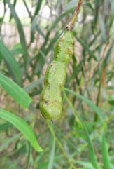 Coobah, Willow Wattle