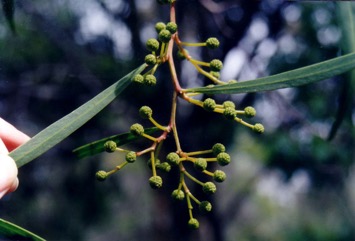 Golden wreath wattle