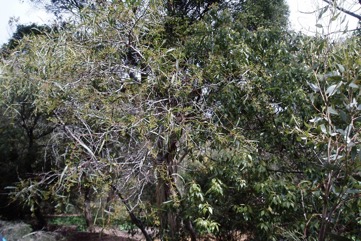Golden wreath wattle