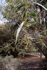 Golden wreath wattle