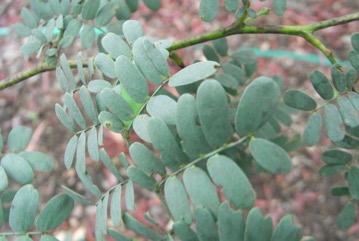 Glory Wattle, Eumung