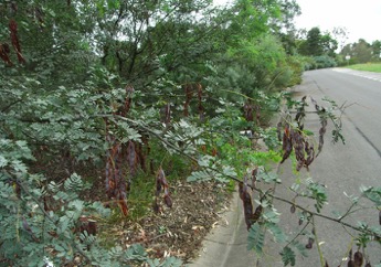 Glory Wattle, Eumung