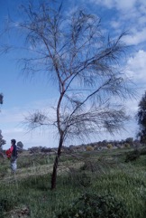 River cooba, Eumong
