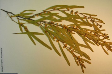 Hop Wattle, Straight Wattle