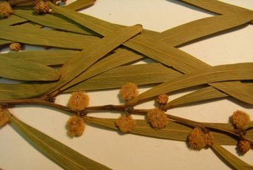 Hop Wattle, Straight Wattle