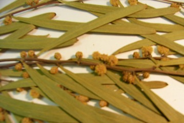 Hop Wattle, Straight Wattle