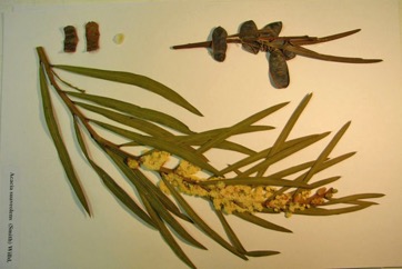 Sweet scented wattle