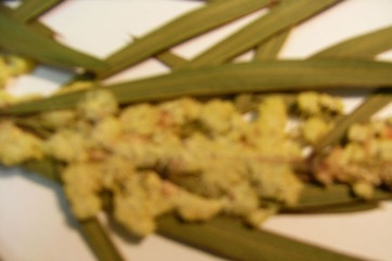 Sweet scented wattle