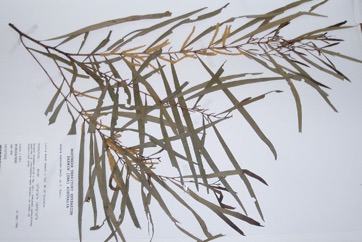 Torulosa Wattle, Deep-gold wattle