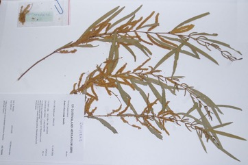 Torulosa Wattle, Deep-gold wattle