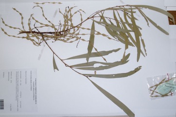 Torulosa Wattle, Deep-gold wattle