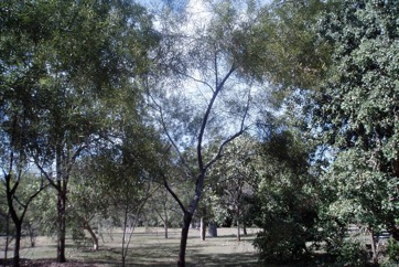 Torulosa Wattle, Deep-gold wattle