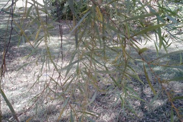 Torulosa Wattle, Deep-gold wattle
