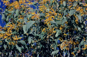 Sickle-leaf wattle, Pindan wattle
