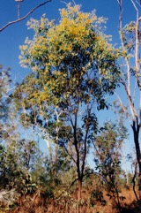 Sickle-leaf wattle, Pindan wattle