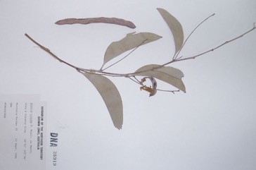 Sickle-leaf wattle, Pindan wattle