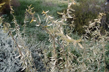 Bramble wattle, Gundabluey
