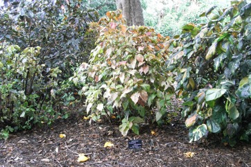Painted copperleaf