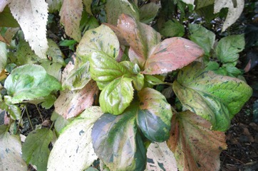 Painted copperleaf