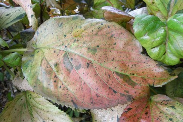 Painted copperleaf