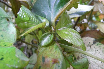 Painted copperleaf